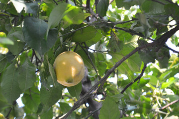 Vibrant Yellow Lemons Ripe on a Branch of a Lemon Tree in a Sunny Orchard