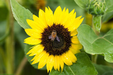 A Bee Collecting Nectar from a Sunflower in a Vibrant Garden © Dong
