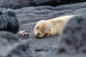 Sea lion sleeping on lava rocks in the galapagos ecuador.