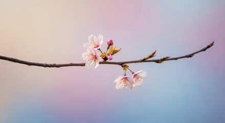 A serene branch of blooming cherry blossoms against a soft pastel gradient background, symbolizing the gentle arrival of spring.