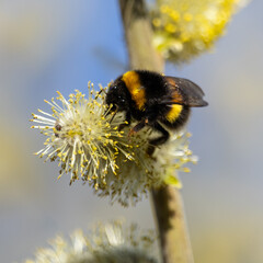 Hummel auf einer Weidenblüte