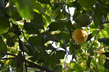 Vibrant Yellow Lemons Ripe on a Branch of a Lemon Tree in a Sunny Orchard