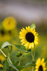 A Captivating Moment of Sunflower Beauty in a Vibrant Field