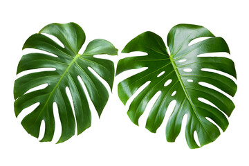 Two tropical leaves monstera isolated on white background. monstera leaf a. Object with clipping path