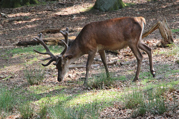 Deer with antlers grazing in the forest