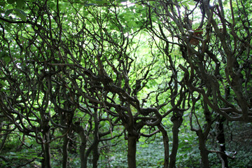 Intertwined tree branches in green forest