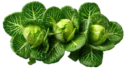 Fresh Baby Cabbage: Three vibrant baby cabbages, tightly clustered together, showcase their fresh, green leaves and tender hearts.  The image is perfect for illustrating health, freshness, and spring.