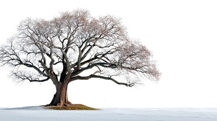 Winter Oak Tree: Two majestic oak trees stand side-by-side, their bare branches reaching towards the sky against a clean white background.
