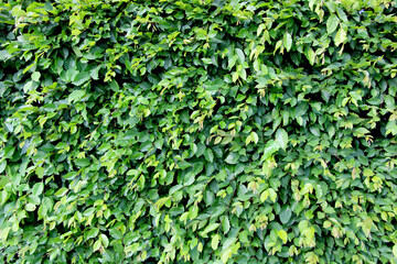 Dense green hedge of beech leaves in summer