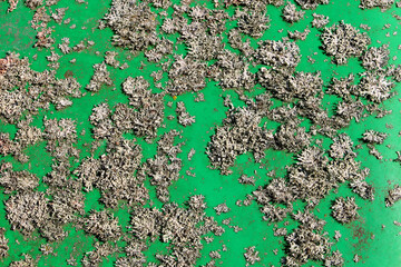 Close-up of lichen on green painted surface