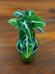 Arrowhead plant (Syngonium) with white variegated leaves rooting in a glass of water. Beautiful decorative plant on a wooden table for a minimalist interior.