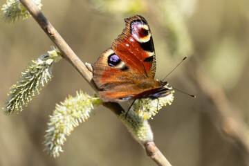 Tagpfauenauge auf der Blüte einer Weide im Frühling