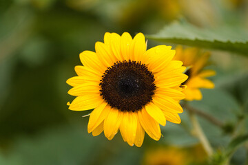 A Captivating Moment of a Sunflower in Full Bloom