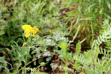 Yellow wildflowers in summer meadow