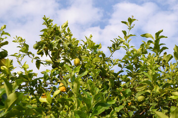 Vibrant Yellow Lemons Ripe on a Branch of a Lemon Tree in a Sunny Orchard