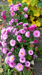 Obraz premium Vibrant purple blooms and yellow centers in a garden