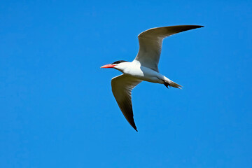 The Caspian tern ( Hydroprogne caspia ) in flight. Natural scene from Lake Michigan