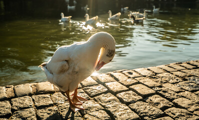 A white duck is standing on a brick walkway near a pond