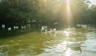 A group of ducks are swimming in a pond
