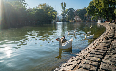 A group of ducks are swimming in a pond