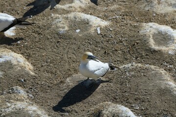 Gannet Sitting Calmly on Coastal Rock