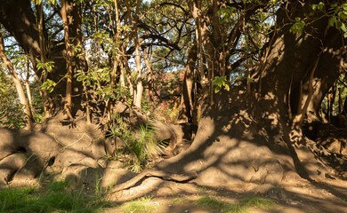 A large tree with a large root system