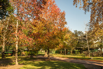 A tree with red leaves is in a park