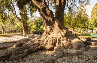 A large tree with a large root system