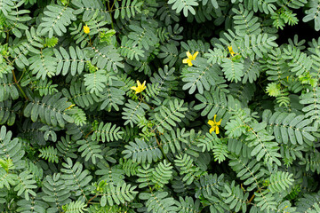  Top view of lush green compound leaves with fresh raindrops and scattered yellow blossoms, ideal...
