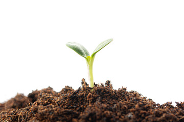 Fresh green seedling sprouting from rich soil, representing natural growth and new beginnings. Isolated on white background