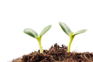 Two young seedlings sprouting from fertile soil, symbolizing growth and new beginnings. Isolated on white background