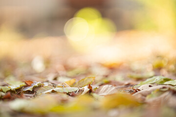 Close-up of dry autumn leaves scattered on the ground with warm sunlight and blurred bokeh...
