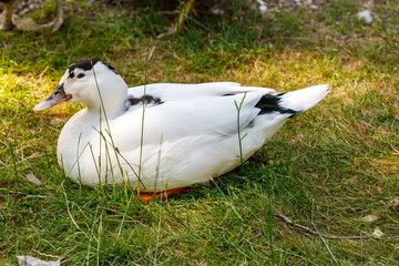 White Muscovy Duck on Grass