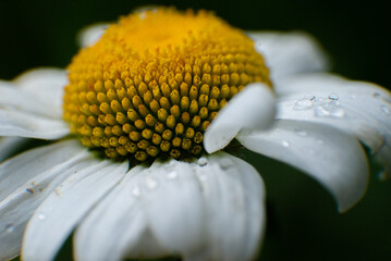 close up of daisy