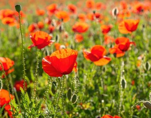 Obraz premium Vivid red poppy field under the sun, bright and lively