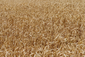 Field of Ripe Wheat