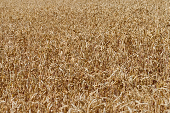 Field of Ripe Wheat