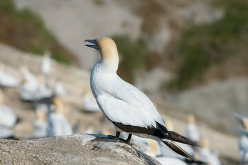 Close-Up of Gannet Showing Feather and Beak Detail