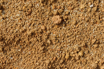 Reddish-Brown Soil and Seeds Full Frame