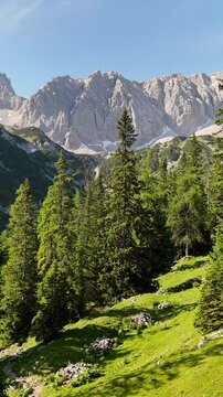 Vertical aerial view of green forest and the Alps on a sunny summer day near Coburger H&uuml;tte, by the lakes Seebensee and Drachensee.