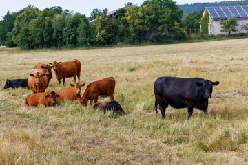 Cattle in a Grassy Field with Buildings in Background