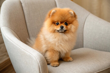 Cute fluffy Pomeranian puppy sitting 