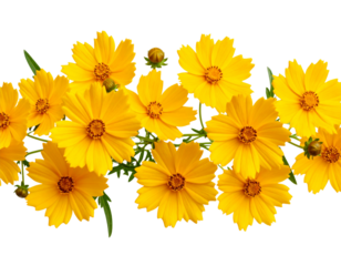 Seamless Border of Coreopsis Blooms, isolated on a transparent background.