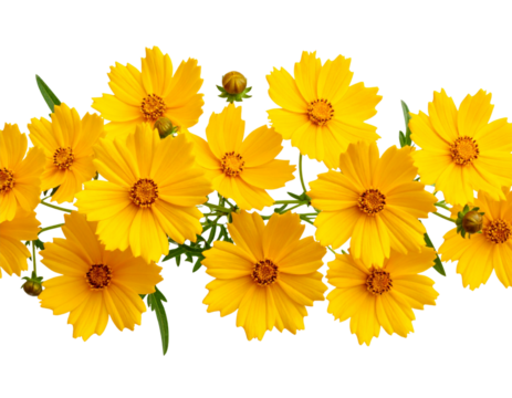 Seamless Border of Coreopsis Blooms, isolated on a transparent background.