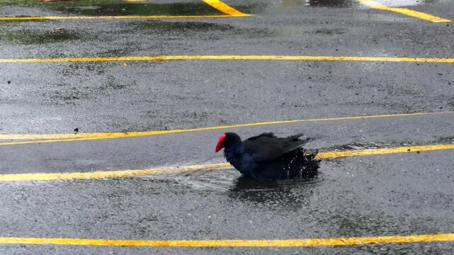 Pūkeko Cleaning Itself in Rainy Puddle on Parking Lot