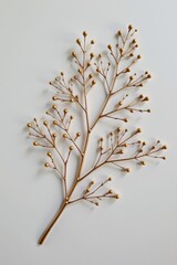 Elegant Golden Branch with Delicate Berries on Minimalist Background