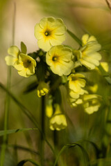 blühende Schlüsselblume