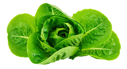 A close-up of a fresh romaine lettuce head, perfect for healthy eating concepts.