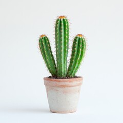 Three tall green cacti thrive in a clay pot against a clean white backdrop
