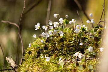 blühender Wald-Sauerklee